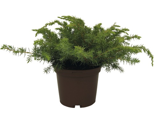 Ienupăr târâtor FloraSelf Juniperus conferta 'Blue Pacific' H 20-30 cm Co 2 L