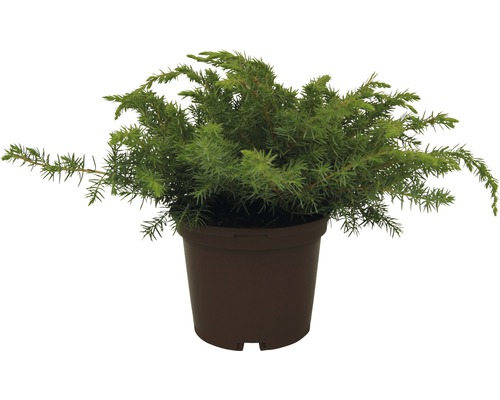 Ienupăr târâtor FloraSelf Juniperus conferta 'Blue Pacific' H 20-30 cm Co 2 L Plantă de ienupăr în ghiveci