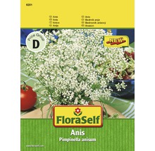 Semințe de plante aromatice FloraSelf, anason-thumb-1