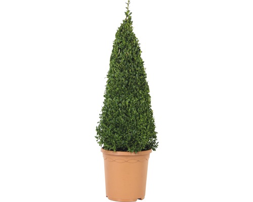 Arbore de buxus conic într-un ghiveci