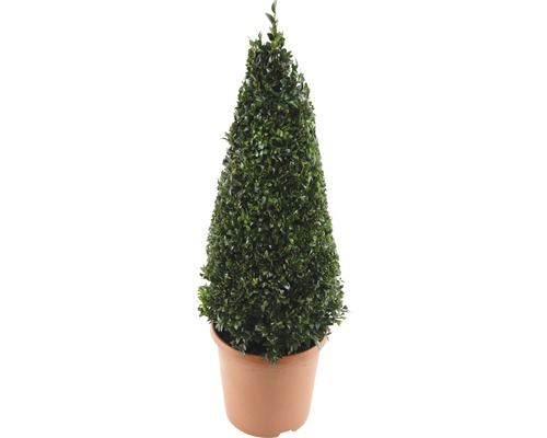 Buxus Sempervirens piramidă/ Cimisir sub formă de piramidă, H 50-60 cm, Co 4,5 L