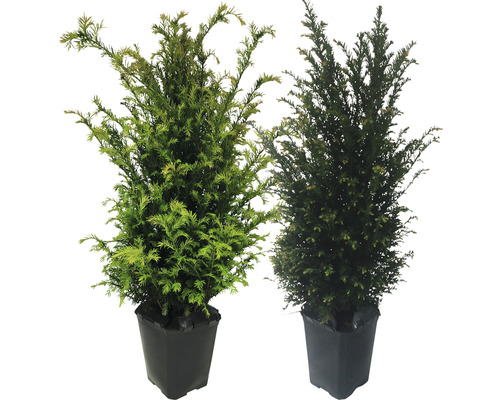 Doi tisa în ghivece negre