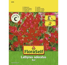 Semințe pentru flori FloraSelf, Sângele voinicului, roșu-thumb-1