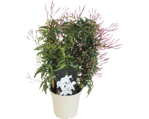 Iasomia FloraSelf Jasminum polyanthus H 25-30 cm ghiveci Ø 14 cm-0
