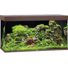 Acvariu amenajat cu pești și plante