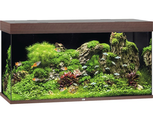 Acvariu amenajat cu pești și plante