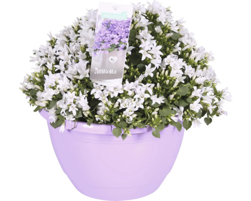 Clopoței în ghiveci cu flori albe