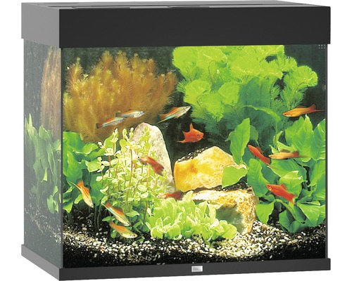 Acvariu cu pești, plante și pietre