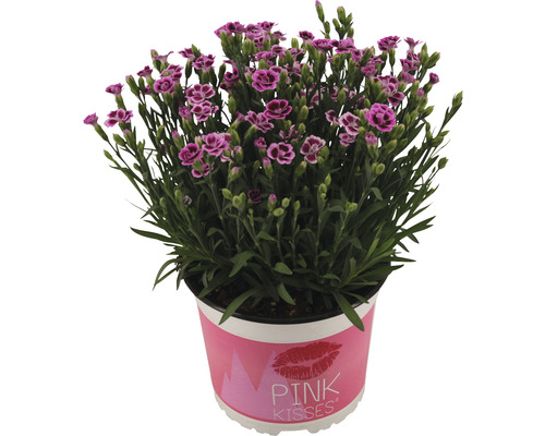 Garofița FloraSelf Dianthus caryophyllus 'Pink Kisses' | HORNBACH