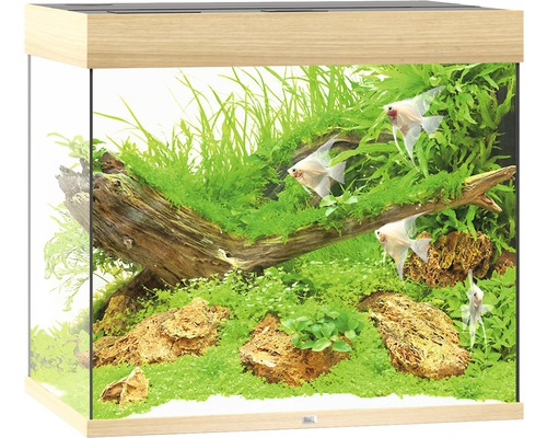 Acvariu cu plante, pietre și pești