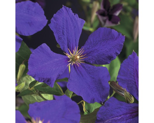 Clematita cu flori mari FloraSelf Clematis Hybride 'Jackmanii' H 50-70 cm Co 2,3 L Clematita cu flori mari FloraSelf Clematis Hybride 'Jackmanii' H 50-70 cm Co 2,3 L