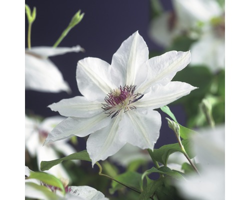 Clematita cu flori mari FloraSelf Clematis Hybride 'Miss Bateman' H 50-70 cm Co 2,3 L