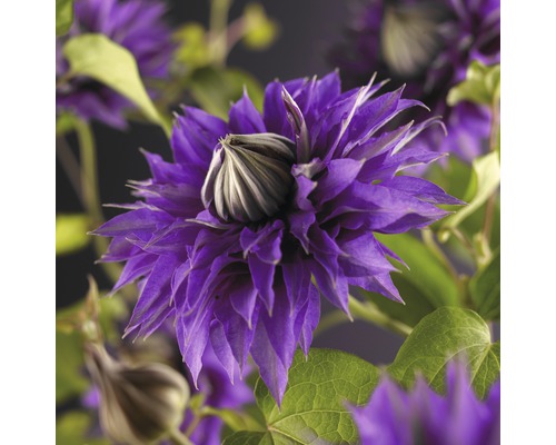 Clematita Multi Blue FloraSelf Clematis Hybride 'Multi Blue' H 50-70 cm Co 2,3 L Prim-plan al unei flori de clematis cu petale violete