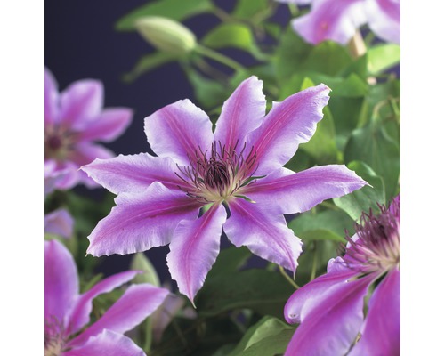Prim-plan cu o floare de Clematis