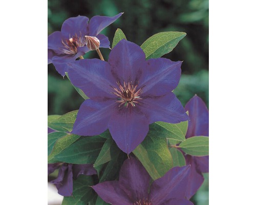 Clematis înflorită în detaliu