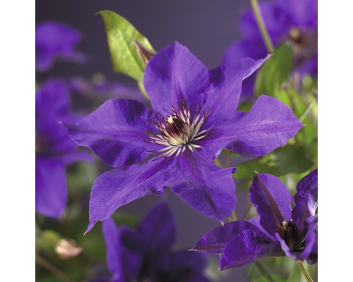 Clematita The President FloraSelf Clematis Hybride 'The President' H 50-70 cm Co 2,3 L