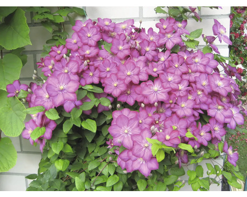 Plantă cățărătoare cu flori purpurii și frunze verzi