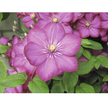 Prim-plan cu flori mov de clematis cu frunze verzi