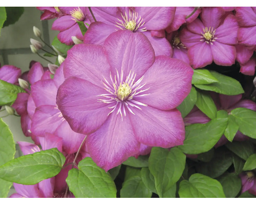 Prim-plan cu flori mov de clematis cu frunze verzi