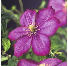 Prim-plan cu o floare de clematis purpurie cu stamine galbene