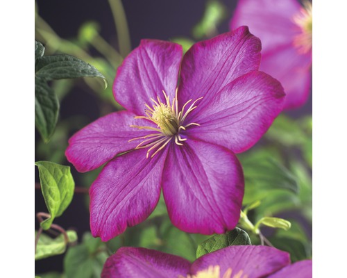 Clematita Ville de Lyon FloraSelf Clematis Hybride 'Ville de Lyon' H 50-70 cm Co 2,3 L