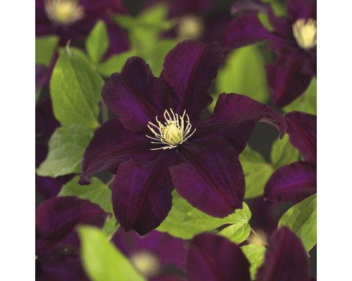 Clematita FloraSelf Clematis Hybride 'Warszawska Nike' H 50-70 cm Co 2,3 L Prim-plan cu o floare de clematis cu frunze verzi