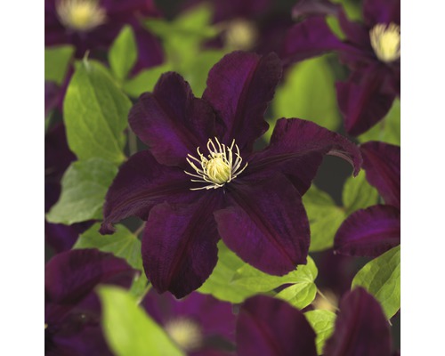 Clematita FloraSelf Clematis Hybride 'Warszawska Nike' H 50-70 cm Co 2,3 L