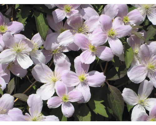 Prim-plan cu flori de clematis roz cu frunze verzi