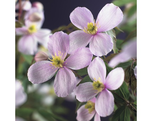 Clematita de munte FloraSelf Clematis montana 'Rubens' H 50-70 cm Co 2,3 L Prim-plan cu flori de clematită cu patru petale
