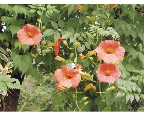 Flori trompetă cu frunze verzi