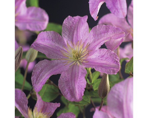 Clematita FloraSelf Clematis Hybride 'Comtesse de Bouchaud' H 75-85 cm Co 2,3 L Prim-plan cu o clematită roz cu cinci petale