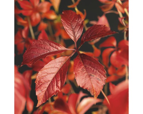 Iederă canadiană FloraSelf Parthenocissus quinquefolia 'Engelmannii' H 50-70 cm Co 2,3 L