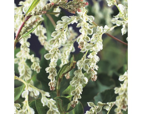 Inflorescență de șerpar