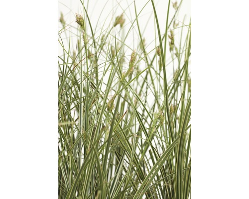 Iarbă bicoloră FloraSelf Carex brunnea 'Variegata' H 5-15 cm ghiveci Ø 14 cm Iarbă ornamentală înaltă cu frunze verzi și albe