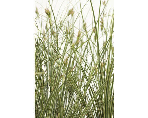 Iarbă bicoloră FloraSelf Carex brunnea 'Variegata' H 5-15 cm ghiveci Ø 14 cm