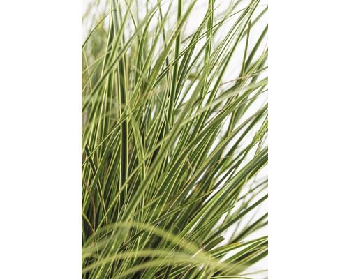 Prim-plan cu iarbă ornamentală cu frunze alungite