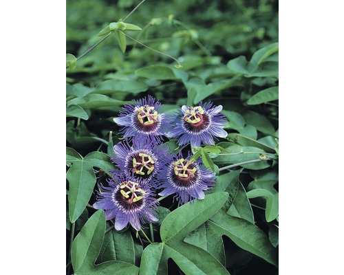 Floarea Pasiunii FloraSelf Passiflora caerulea 'Purple Haze' H 50-70 cm ghiveci Ø 16 cm Floarea Pasiunii FloraSelf Passiflora caerulea 'Purple Haze' H 50-70 cm ghiveci Ø 16 cm