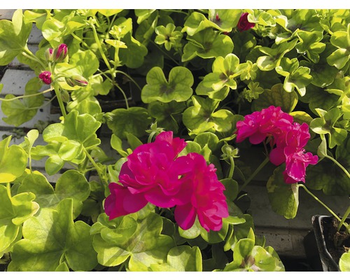 Mușcate cu frunze în grădină