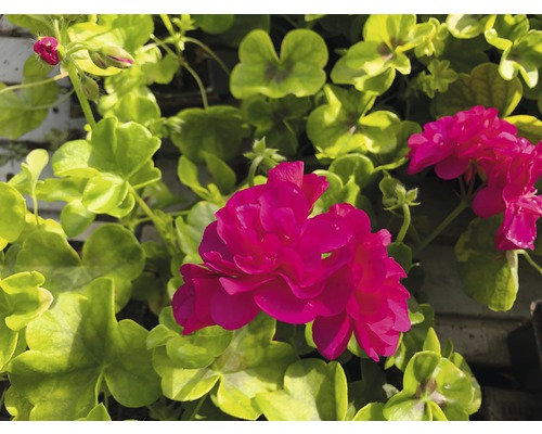 Mușcate cu frunze verzi