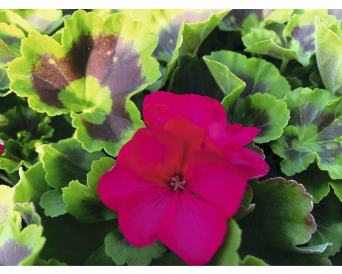 Mușcată cu frunze verzi și flori roșii