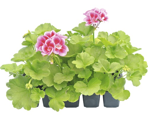 Ghivece cu mușcate cu flori