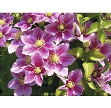 Prim-plan cu flori de clematis cu frunze