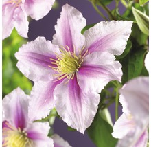 Prim-plan cu o floare de clematis cu petale albe și roz și stamine galbene