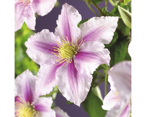Clematita cu flori mari FloraSelf Clematis Hybride 'Piilu' H 50-70 cm Co 2,3 L Prim-plan cu o floare de clematis cu petale albe și roz și stamine galbene