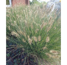 Iarba decorativă FloraSelf Pennisetum alopecuroides 'Hameln' H 5-60 cm Co 3 L