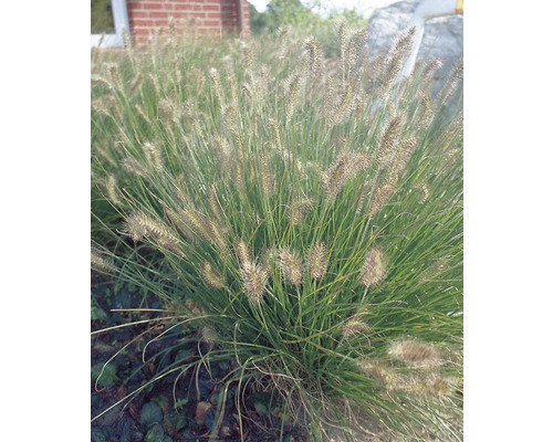 Iarbă decorativă FloraSelf Pennisetum alopecuroides 'Hameln' H 5-30 cm Ø 14 cm Garofiță de câmp în grădină