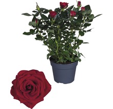 Trandafir floare mare FloraSelf Rosa 'Isabel' H 30-40 cm ghiveci Ø 13 cm roșu-thumb-0
