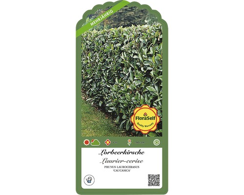 Laur cireasa plantă în ghiveci