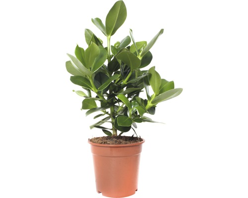 Planta autograf FloraSelf Clusia rosea princess H 55-65 cm ghiveci Ø 17 cm Clusia plantă de interior în ghiveci