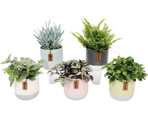 FloraSelf Plante verzi mix în ghiveci ceramică Ø 12 cm